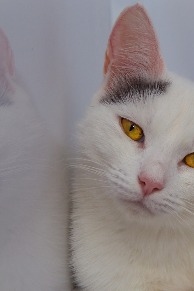 Красивый белый кот с желтыми глазами отражается в стене 