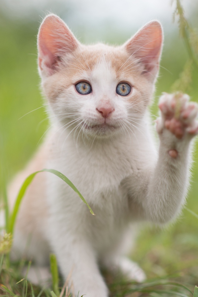 Красивый белый с рыжим котенок поднял лапку