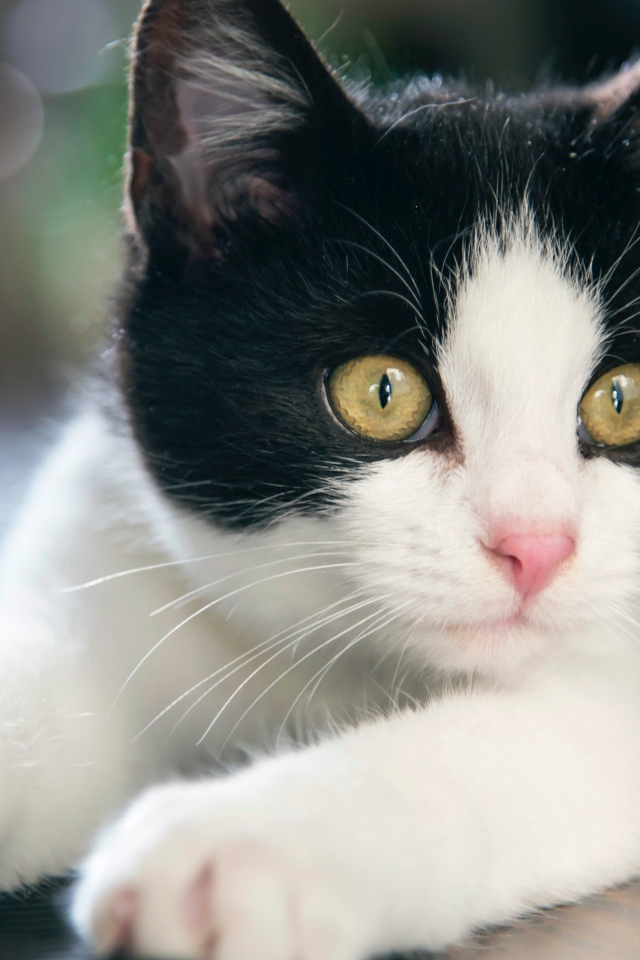 Красивый белый с черным котенок с желтыми глазами