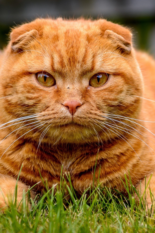 Большой красивый рыжий кот лежит на зеленой траве