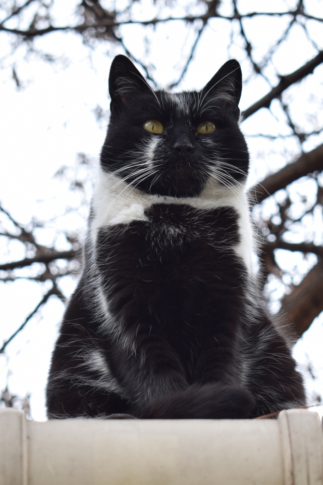Большой черно-белый кот сидит на заборе 