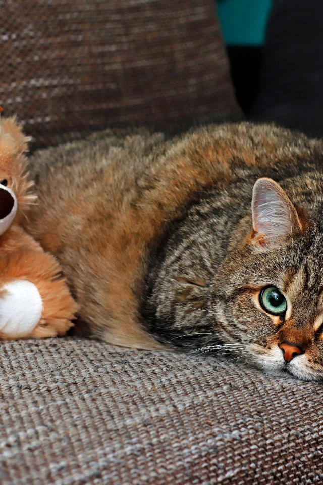 Большой серый кот лежит на диване с игрушкой