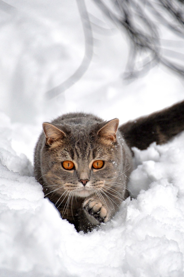 Большой серый кот пробирается по снегу