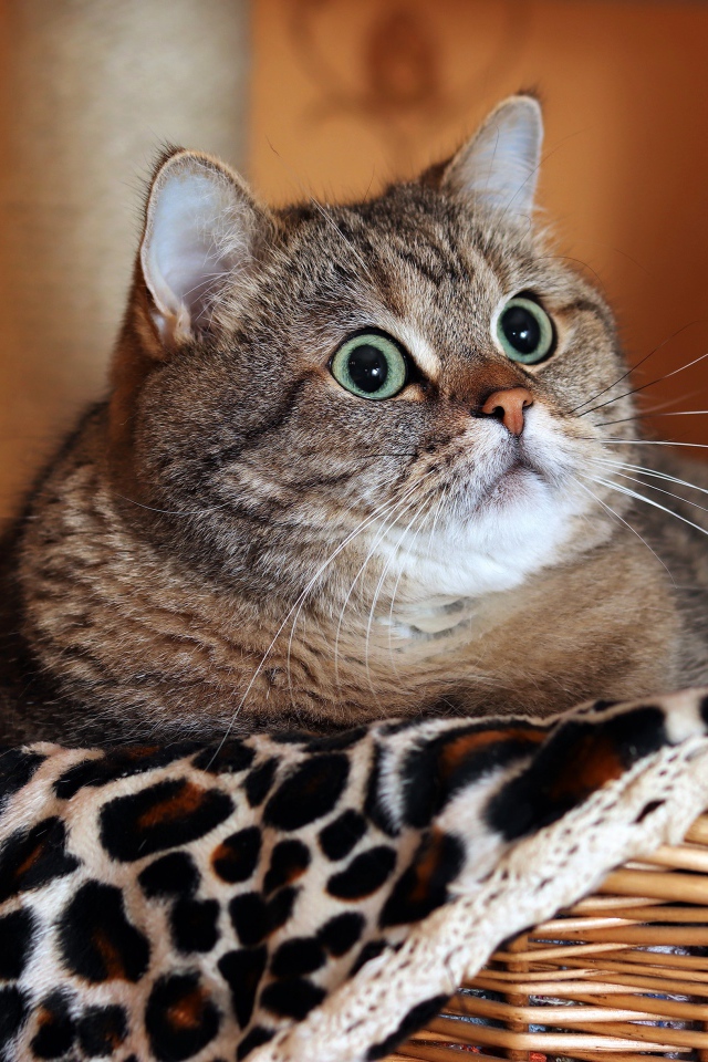 Большой породистый серый кот лежит в корзине