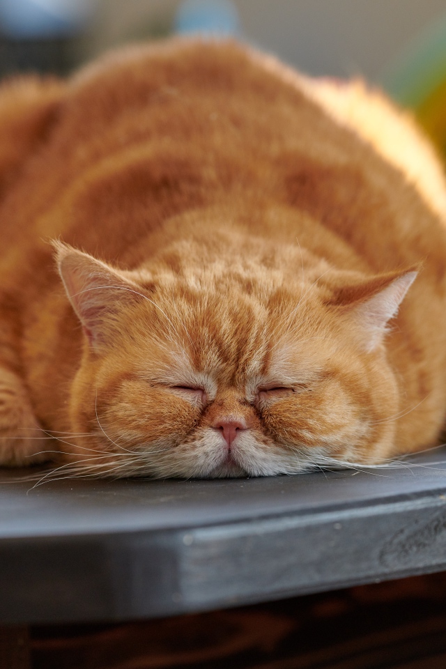 Большой породистый рыжий кот лежит на столе