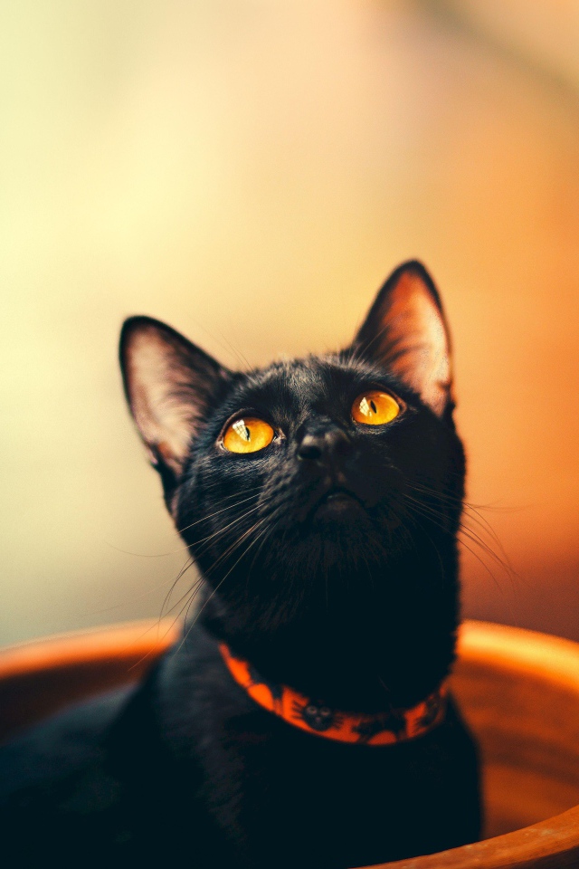 Черный кот с оранжевыми глазами в ошейнике