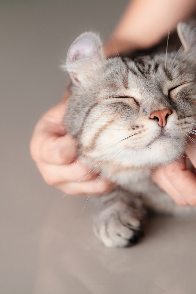 Хозяин гладит серого довольного кота