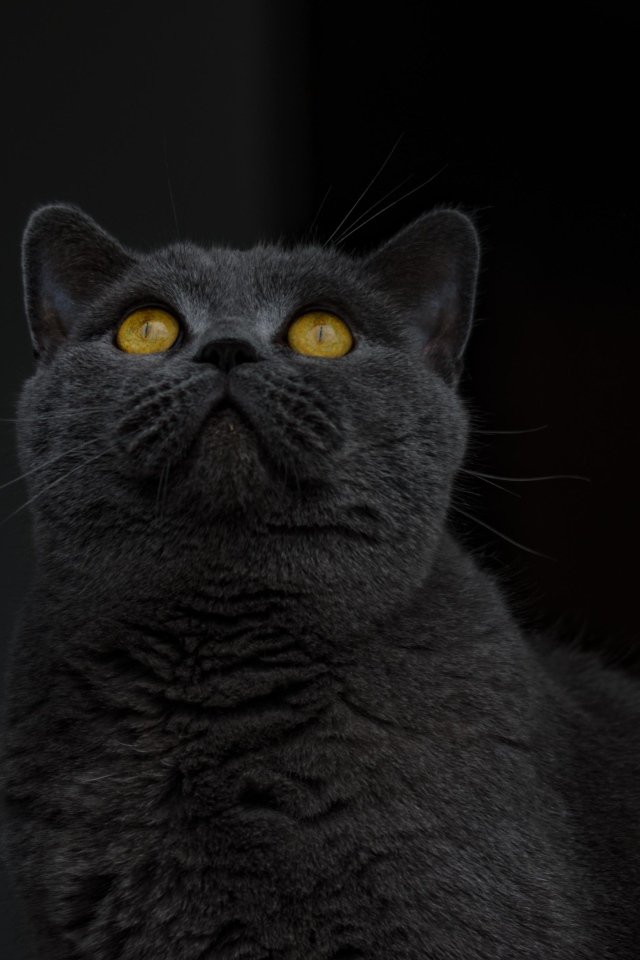 Британский кот с желтыми глазами смотрит вверх 