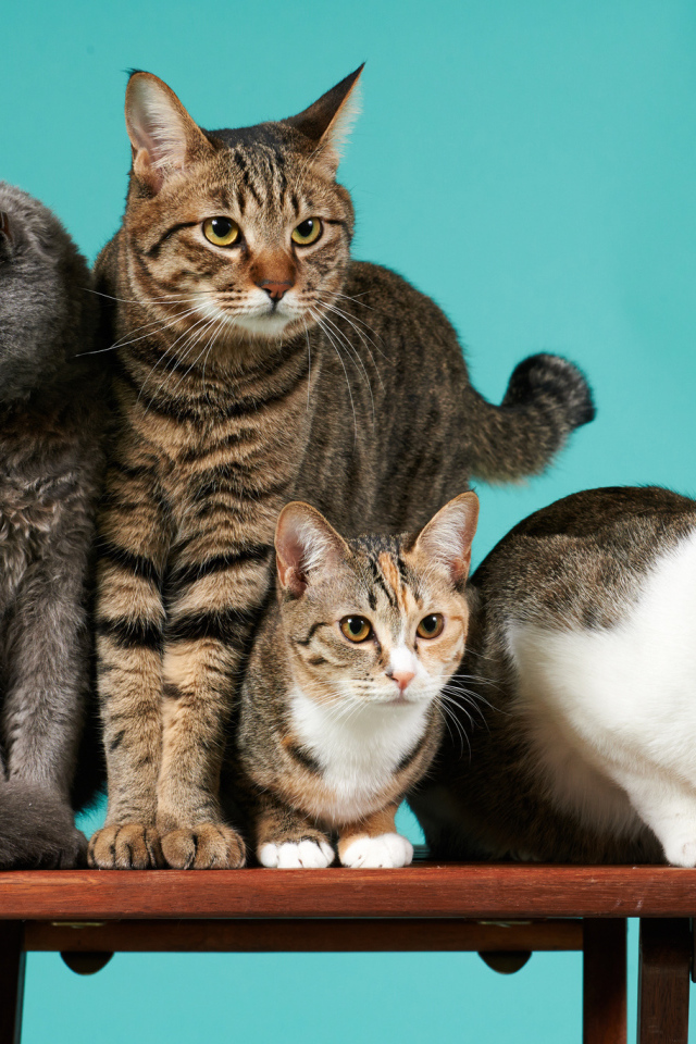 Коты сидят на деревянной лавке на голубом фоне