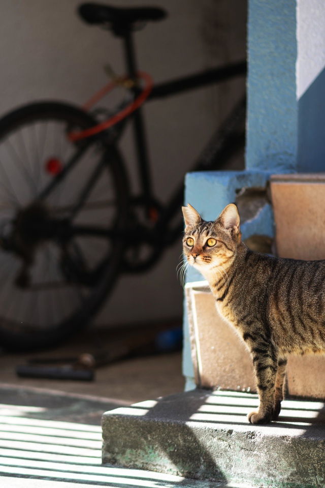 Любопытный серый кот стоит на ступеньках 