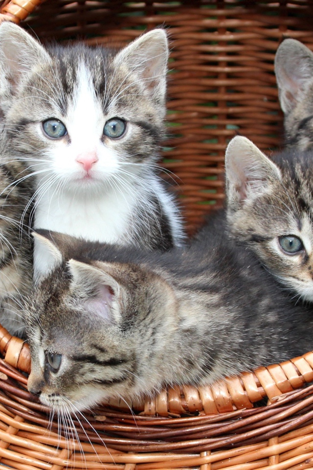Милые серые котята сидят в плетеной корзине