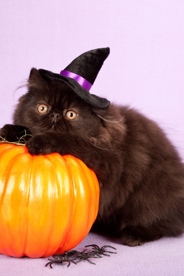 Пушистый черный кот с тыквой на Хэллоуин 