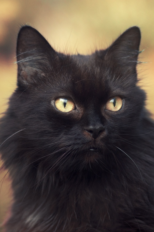 Пушистый красивый черный кот крупным планом