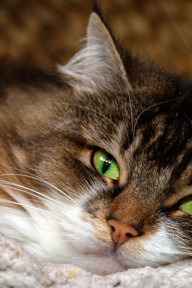 Пушистая серая кошка с красивыми зелеными глазами