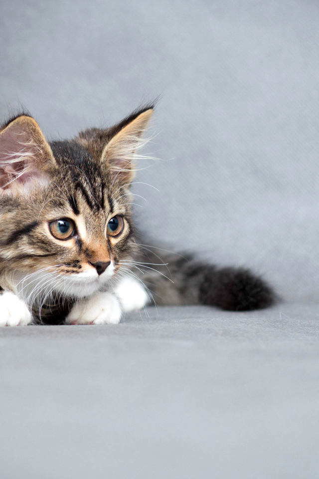 Пушистый серый котенок на сером фоне