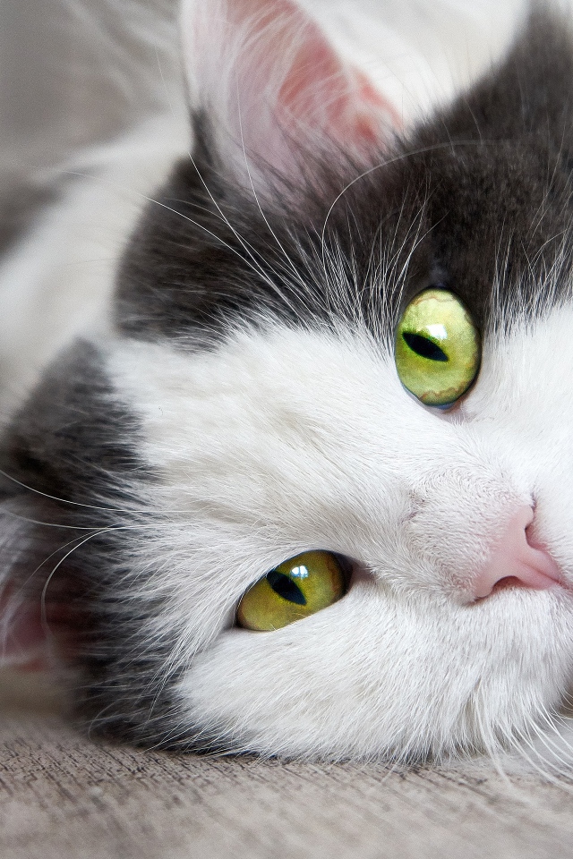 Пушистый белый с черным кот лежит на полу