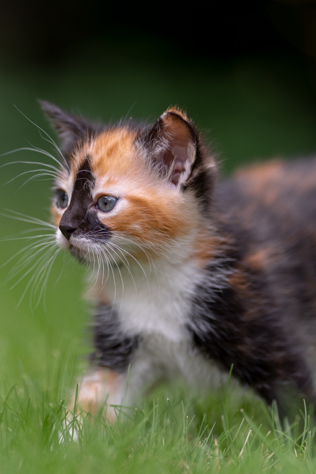 Забавный трехцветный котенок идет по зеленой траве