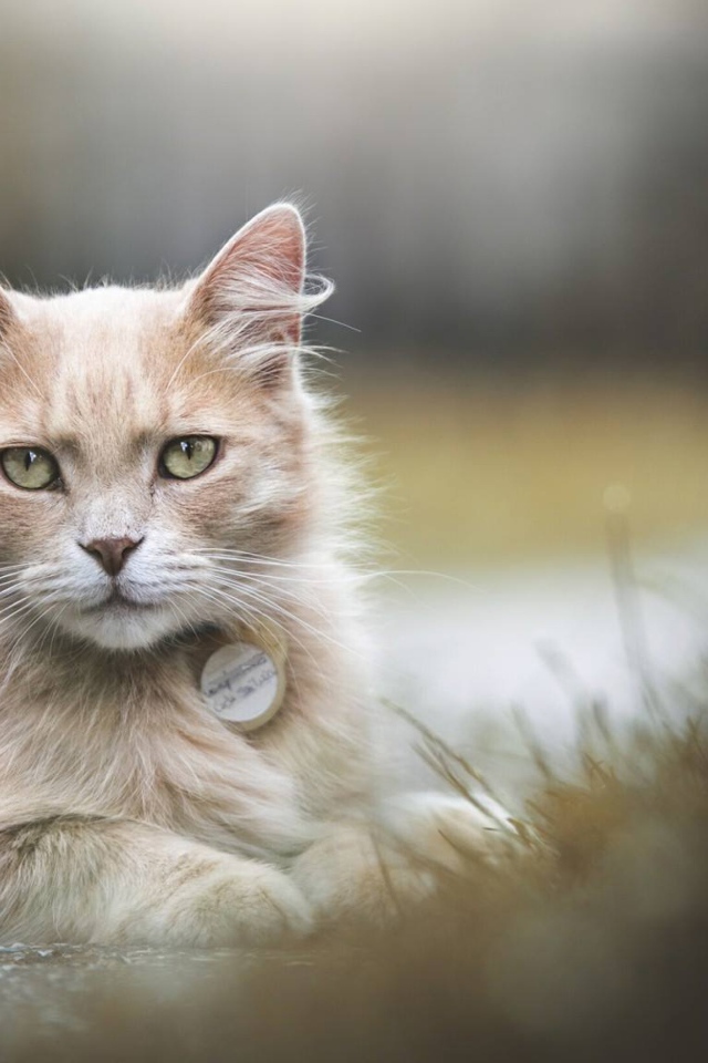 Рыжий зеленоглазый кот лежит на земле 