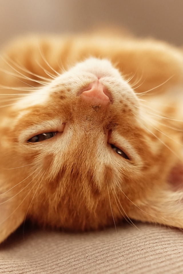 Рыжий котенок дремлет на кровати