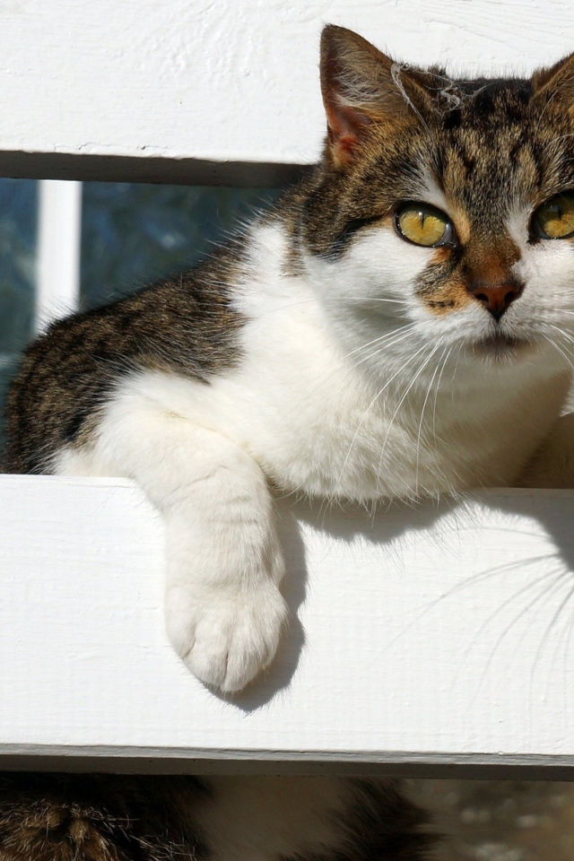 Серая с белым кошка у забора