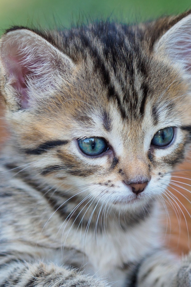 Серый голубоглазый котенок сидит в корзине