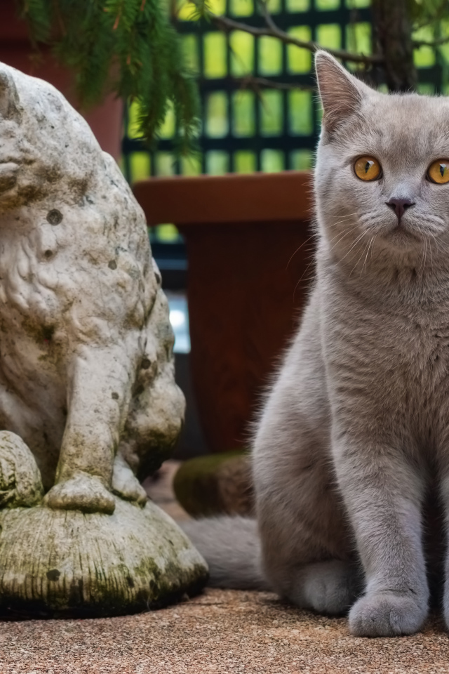 Серый британский кот сидит у статуэтки кота