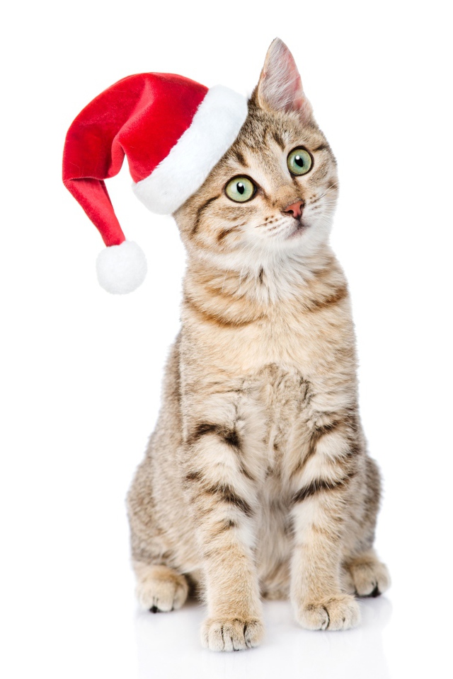 Серый кот в колпаке Санта Клауса на белом фоне