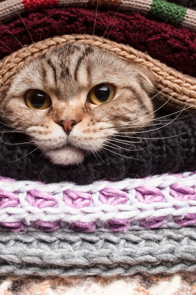 Серый кот согревается в одеялах 