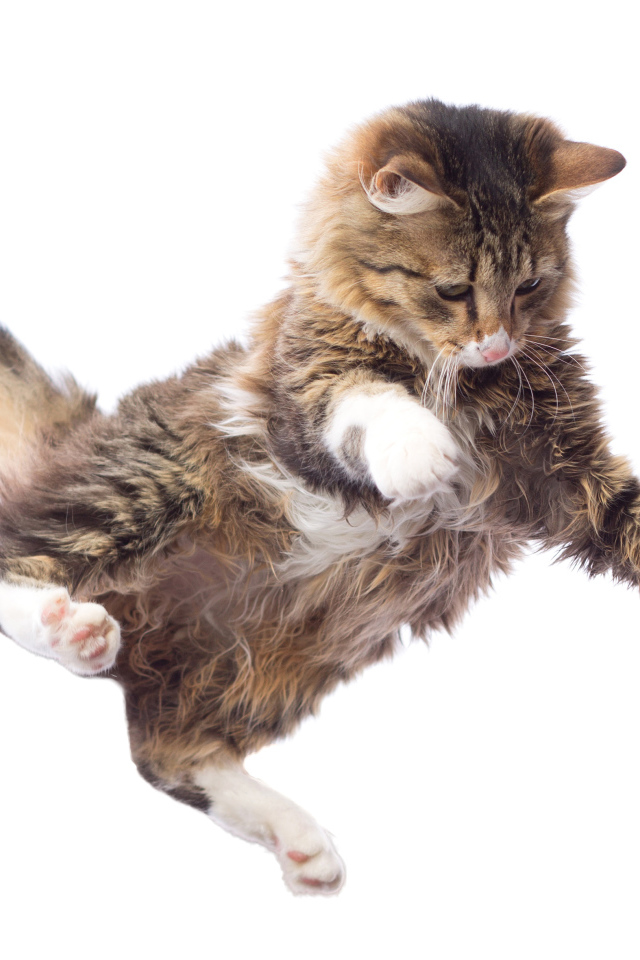 Прыжок серого кота на белом фоне