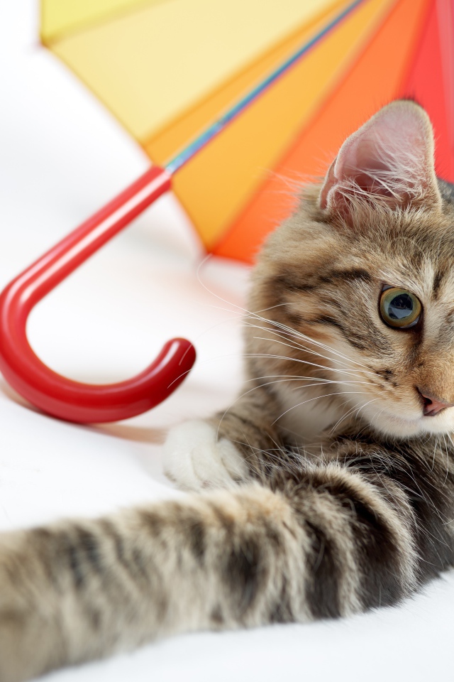 Серый кот лежит под разноцветным зонтом