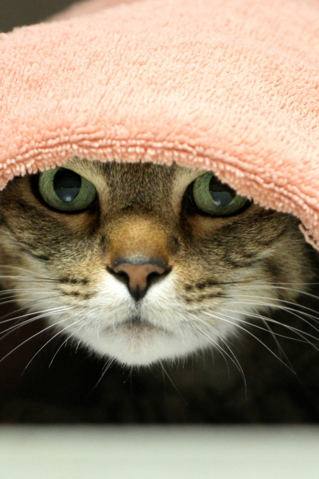 Серый кот лежит под розовым полотенцем