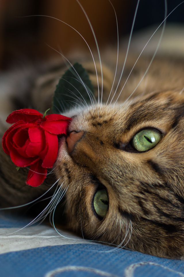 Серый кот лежит на кровати с розой в зубах 