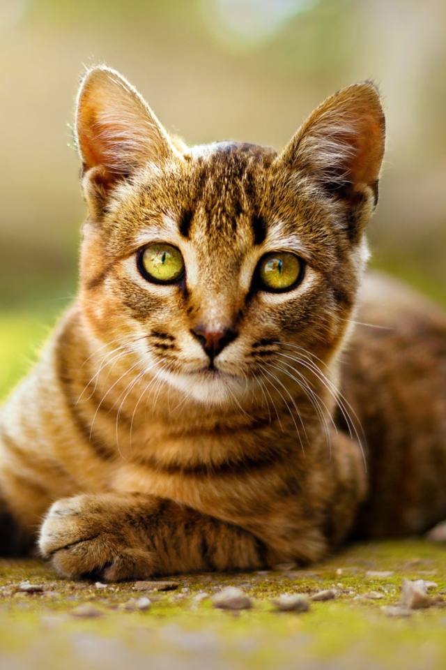 Серый кот лежит на земле