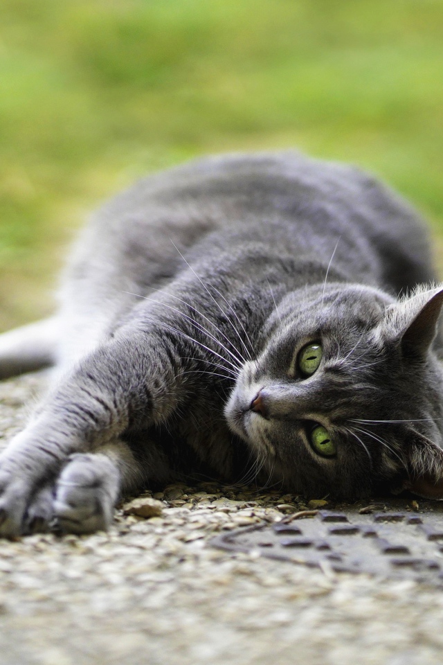 Gray cat lying on the pavement