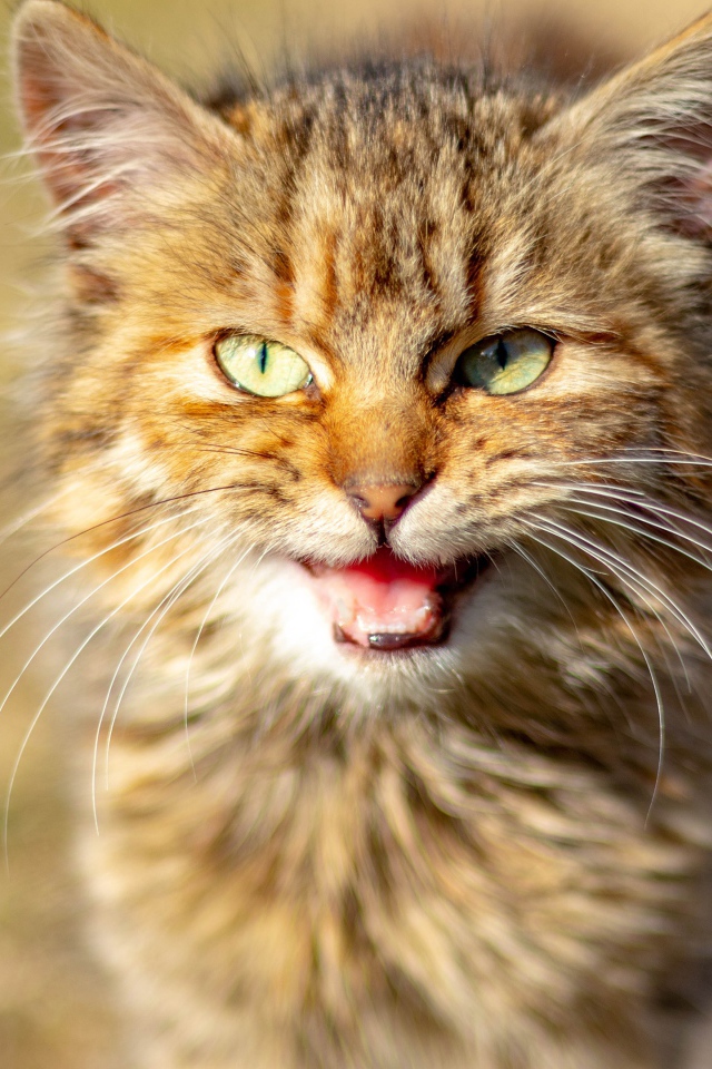 Серый кот мяукает 