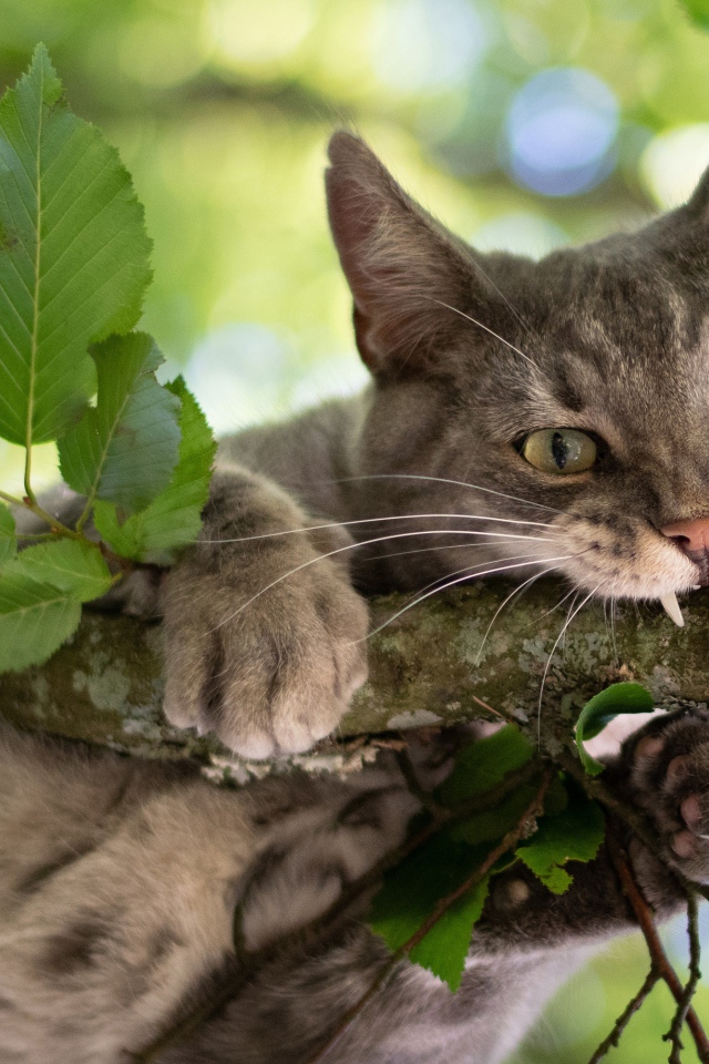 Серый кот грызет ветку 