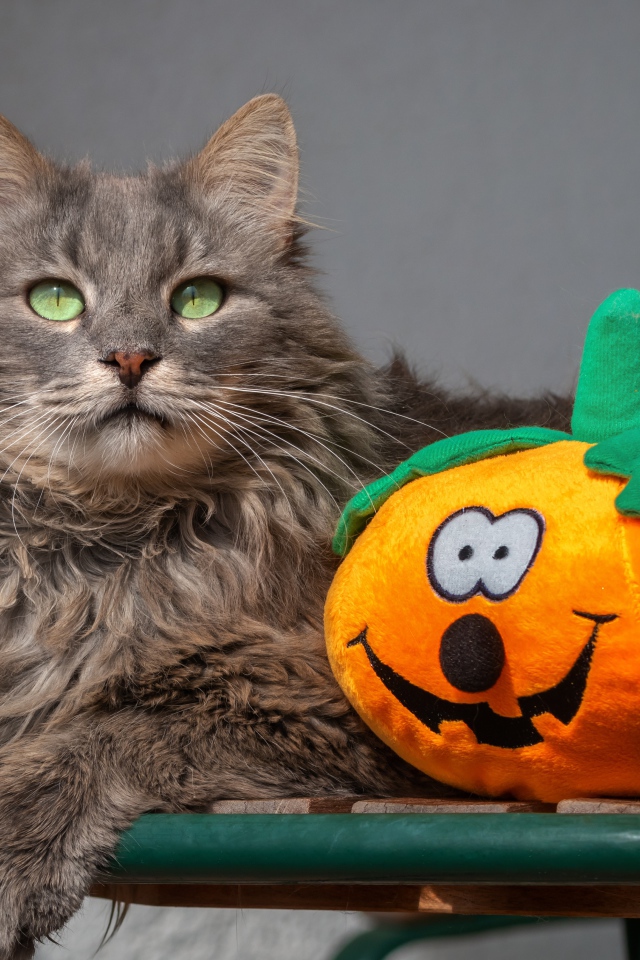 Серый кот на лавке с игрушечной тыквой