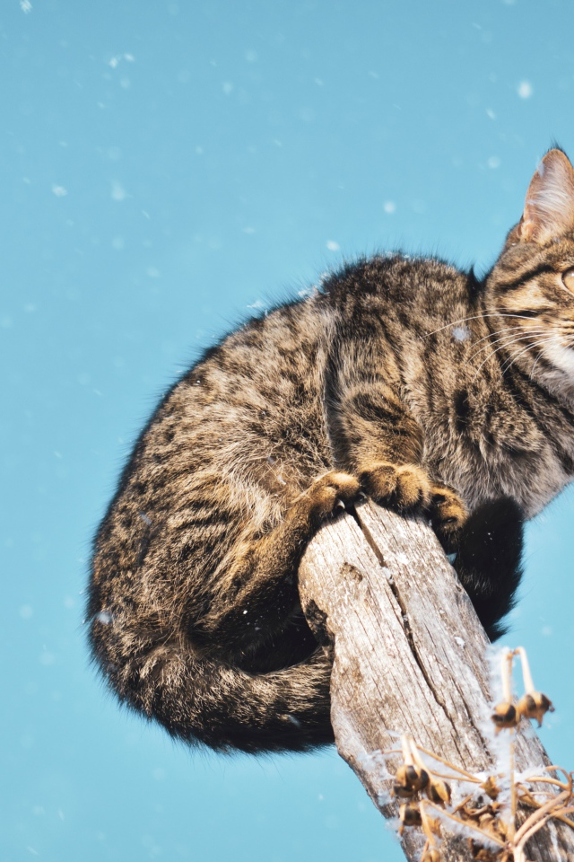 Серый кот сидит на дереве на фоне голубого неба 