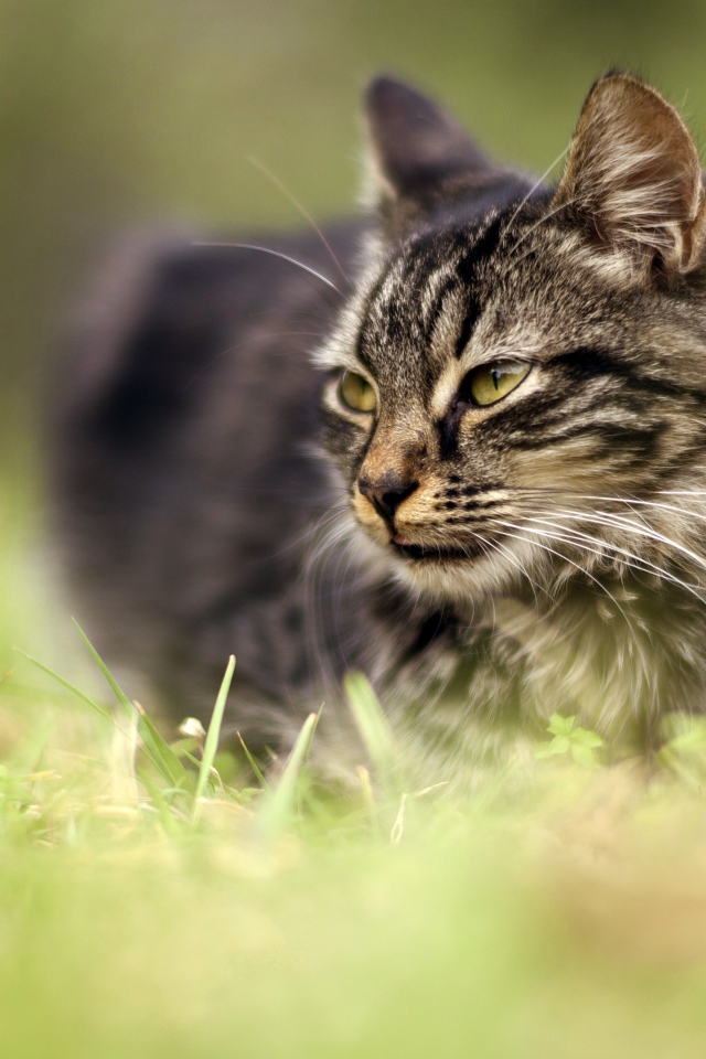 Серый кот идет по зеленой траве 