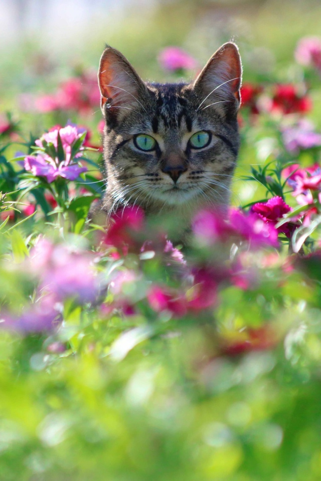 Серый кот с зелеными глазами сидит в цветах 