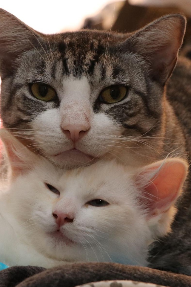 Серая кошка с белым котенком 