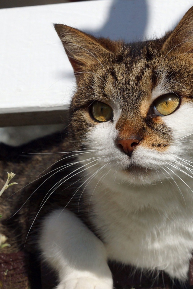 Серый кот с белым лежит на ступенях