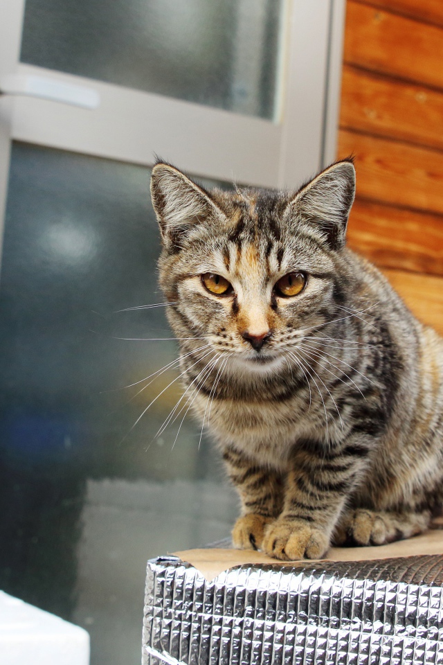 Серый домашний кот с желтыми глазами у дома