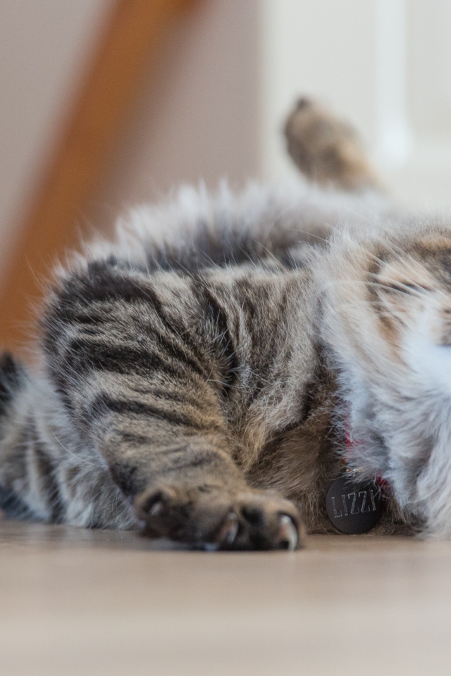 Серая пушистая кошка играет на полу