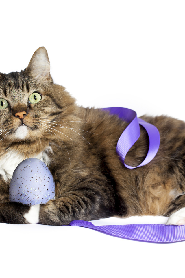 Серый пушистый кот с пасхальными яйцами на белом фоне
