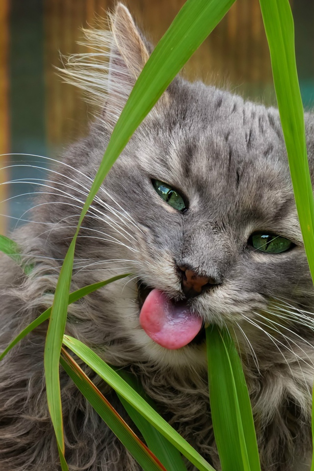 Серый зеленоглазый кот ест траву