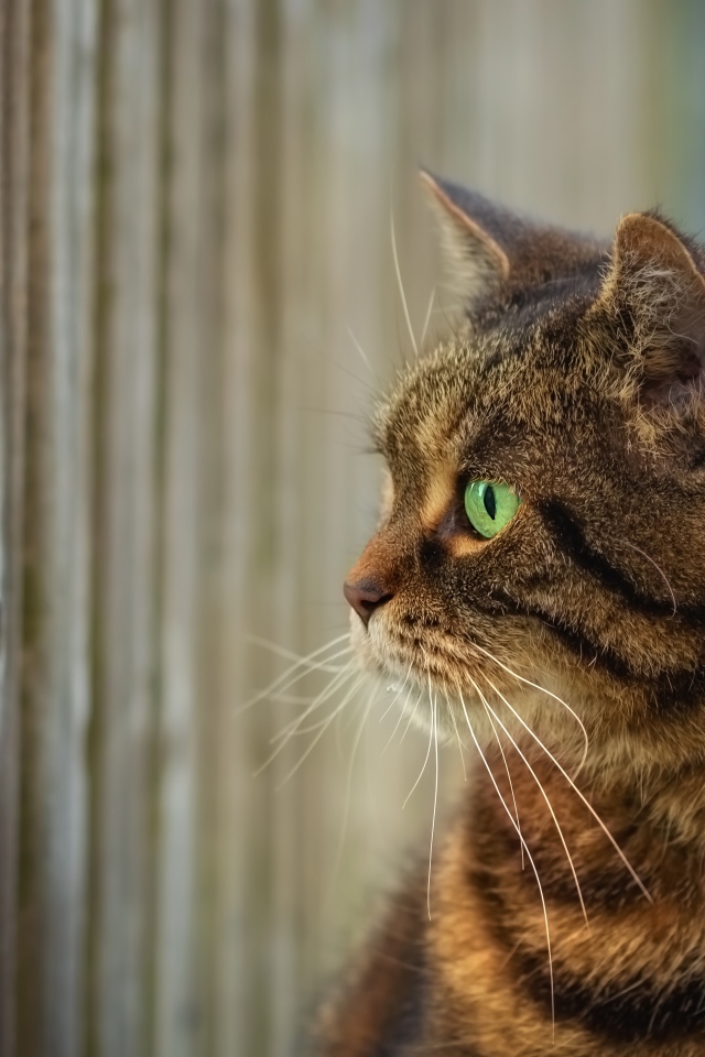 Серый зеленоглазый кот смотрит в забор 
