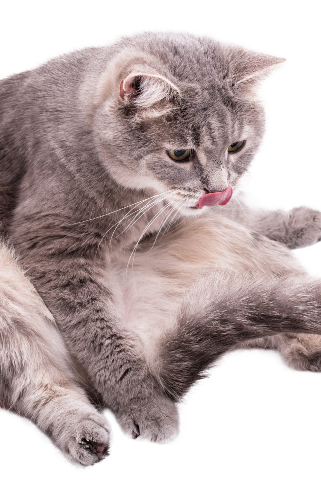 Серый породистый на белом фоне