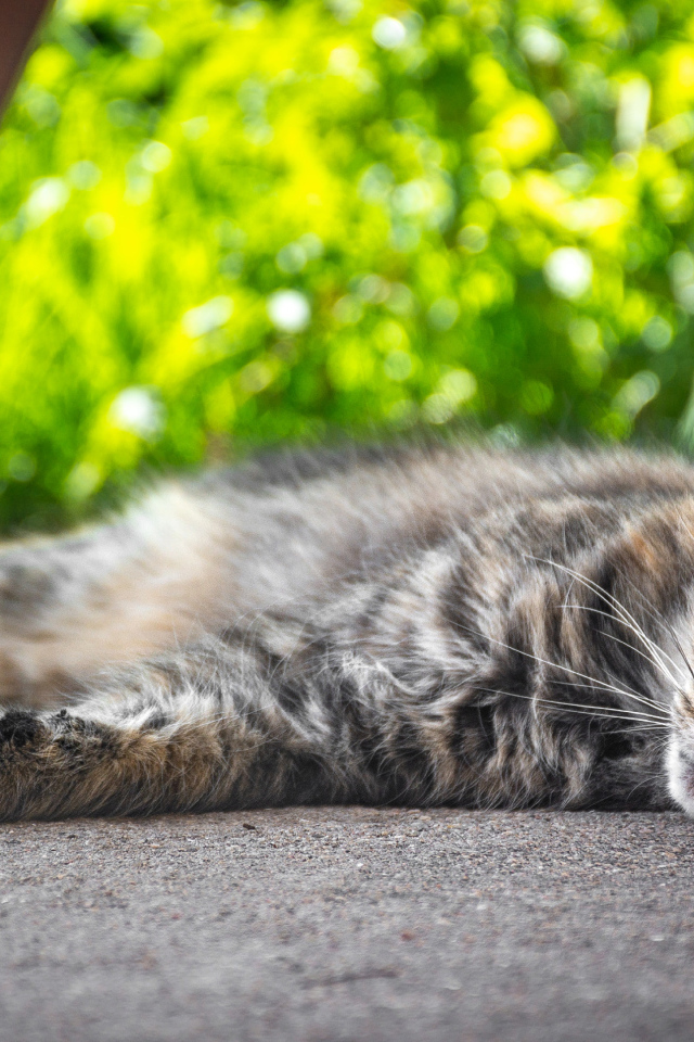 Серый она кот лежит на земле 