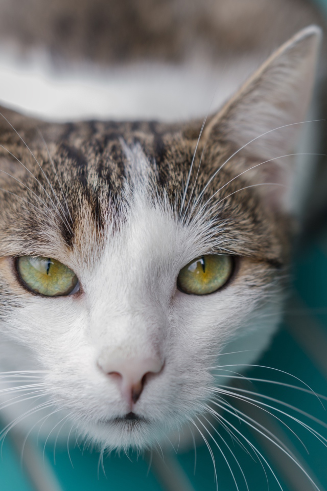 Серый с белым кот морда крупным планом